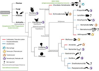 From Species to Regional and Local Specialization of Intestinal Macrophages